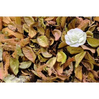 Dry Mango Leaves